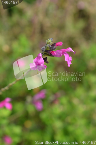 Image of Baby sage Pink Blush