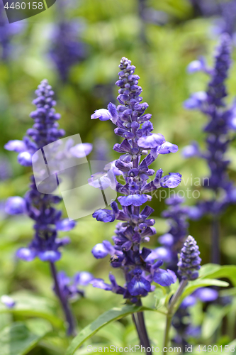 Image of Woodland sage