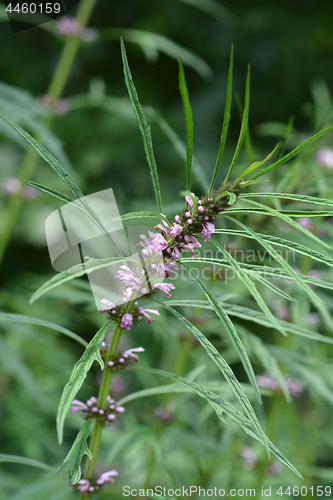 Image of Siberian motherwort