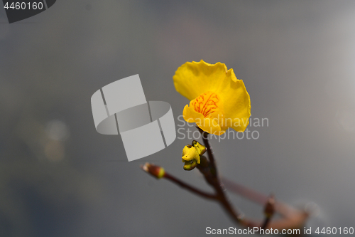 Image of Common bladderwort