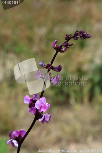 Image of Ruby Moon Hyacinth Bean