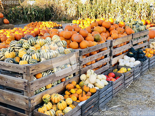 Image of Different autumn shapes and kinds of pumpkins at the farm