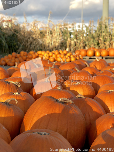 Image of Pile of pumpkins