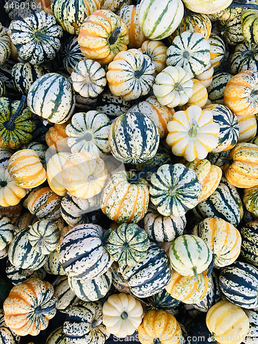 Image of Pile of pumpkins