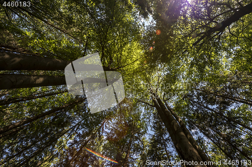 Image of A view into the tree crowns.