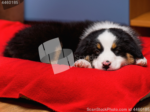 Image of Australian shepherd puppy