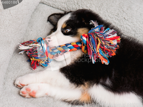 Image of Australian shepherd puppy