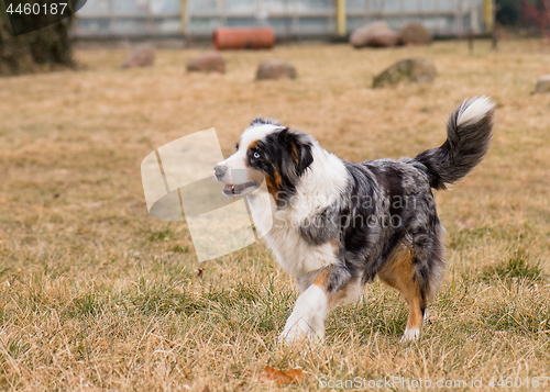 Image of Australian Shepherd on meadow