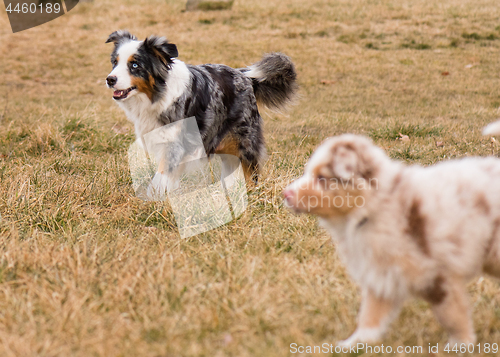 Image of Australian Shepherd on meadow