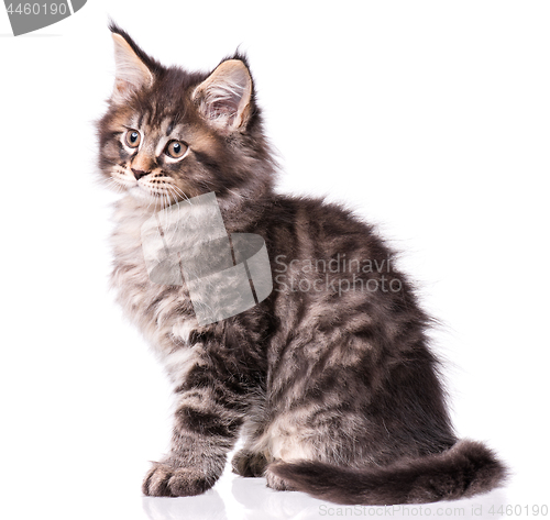 Image of Maine Coon kitten on white