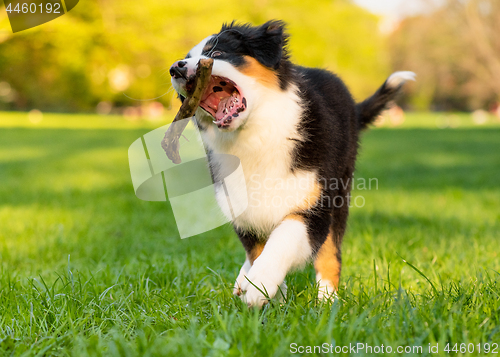 Image of Australian shepherd puppy