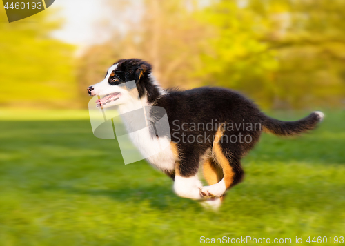 Image of Australian shepherd puppy