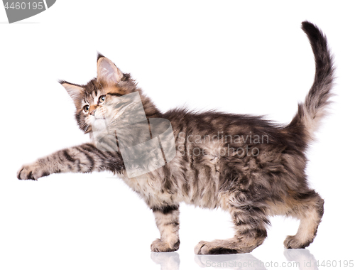 Image of Maine Coon kitten on white