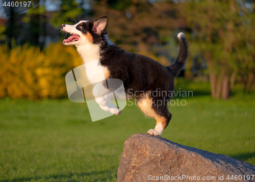 Image of Australian shepherd puppy