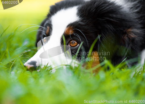 Image of Australian shepherd puppy