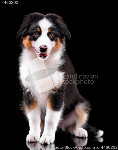 Image of Australian shepherd puppy