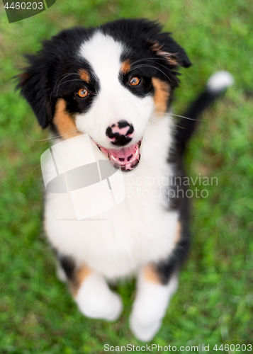 Image of Australian shepherd puppy