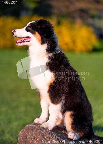 Image of Australian shepherd puppy