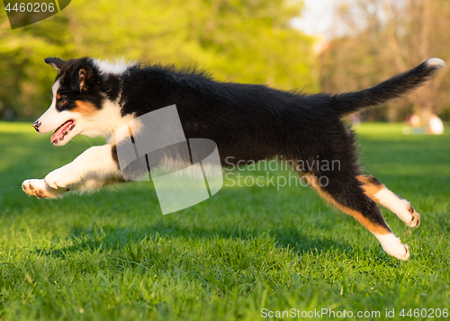 Image of Australian shepherd puppy