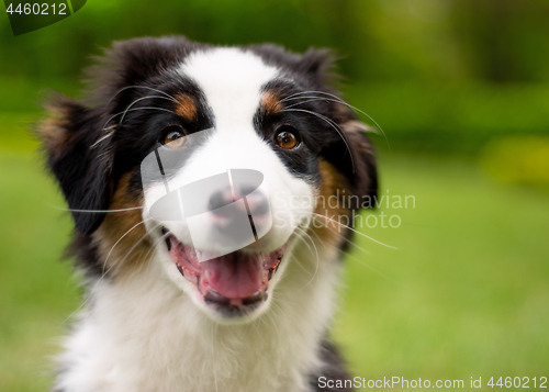 Image of Australian shepherd puppy