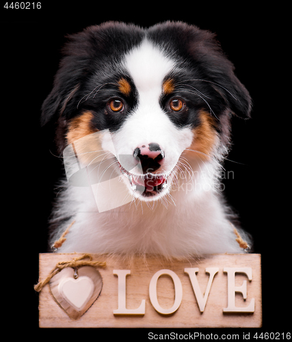 Image of Australian shepherd puppy