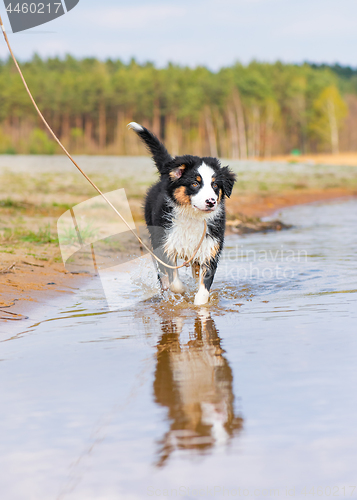 Image of Australian shepherd puppy