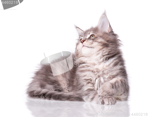 Image of Maine Coon kitten on white