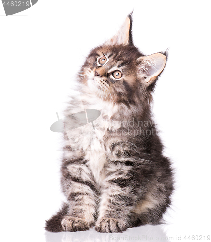 Image of Maine Coon kitten on white