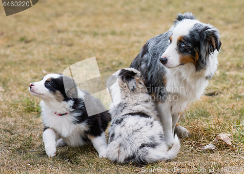 Image of Australian shepherd puppy