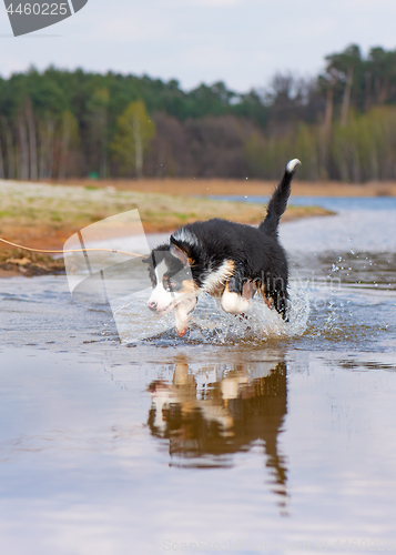 Image of Australian shepherd puppy