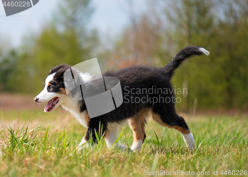 Image of Australian shepherd puppy