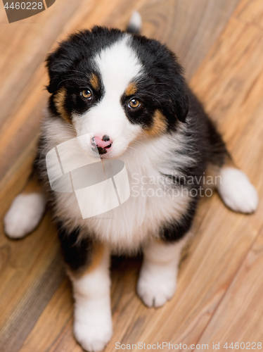 Image of Australian shepherd puppy