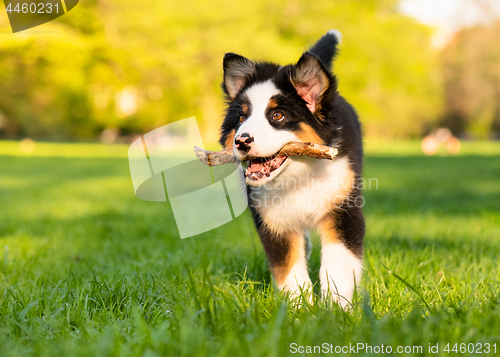 Image of Australian shepherd puppy