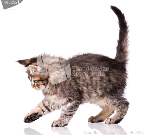 Image of Maine Coon kitten on white