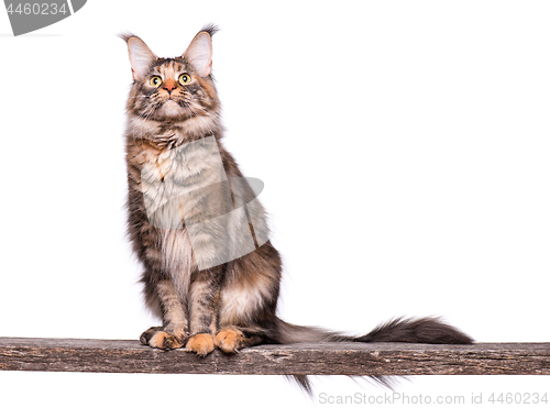 Image of Maine Coon cat 