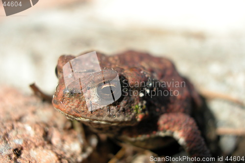 Image of Toad