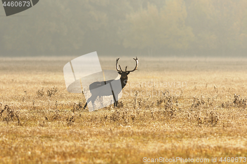 Image of fallow deer stag on meadow in morning light