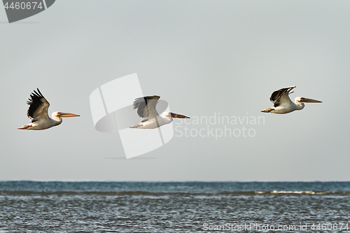 Image of three great pelicans in flight over water 