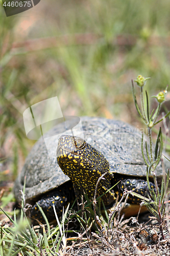 Image of european pond terrapin in natural habitat