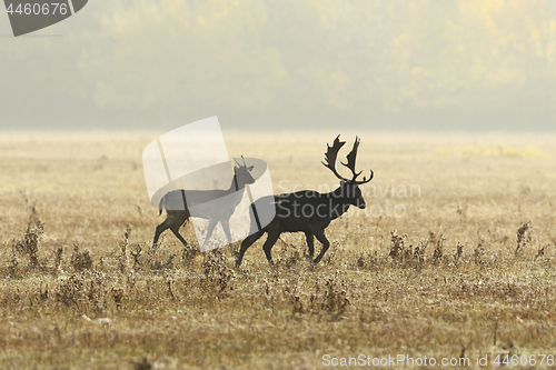 Image of fallow deers in mating season on meadow