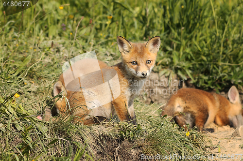 Image of family of red foxes in natural habitat