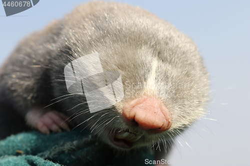 Image of close up of lesser mole rat head