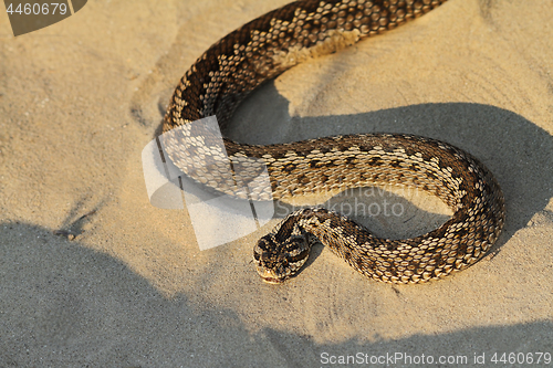 Image of moldavian meadow viper on sand