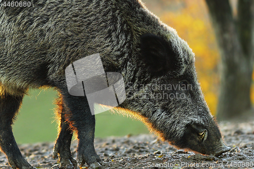 Image of closeup of wild boar in sunset light