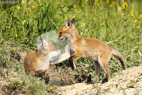 Image of red fox brothers playing in clearing