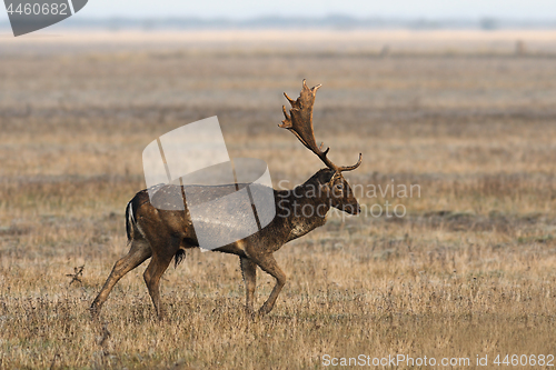 Image of fallow deer stag walking on meadow