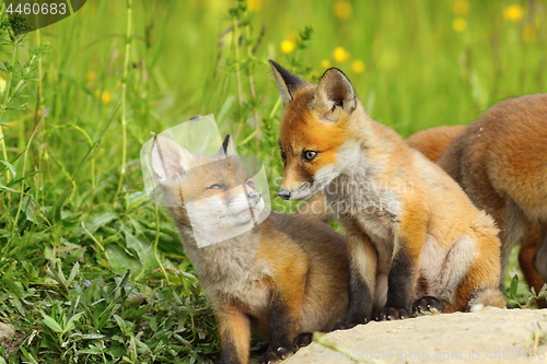 Image of fox cubs in natural habitat