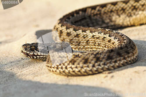 Image of close up of moldavian meadow viper