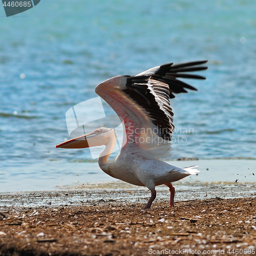 Image of great white pelican taking off from the shore