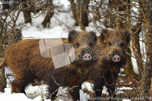 Image of young wild boars looking at the camera
